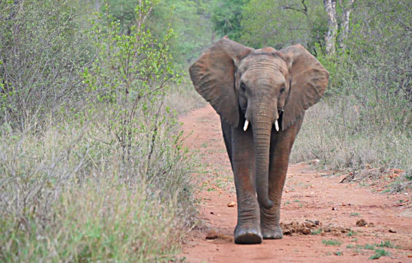 Animals Follow