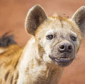 Témoignage voyageur Hélène