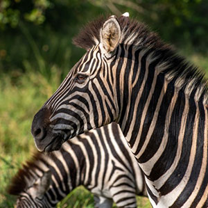 Temoignage voyageur Laura