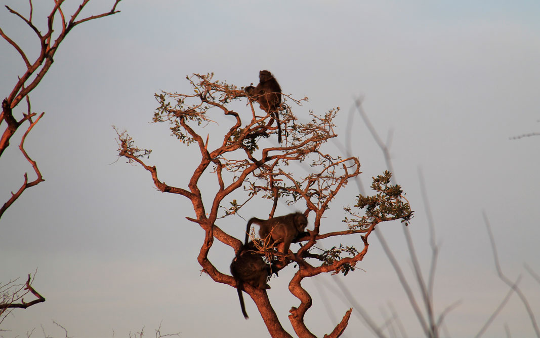 Babouin mission humanitaire arbre