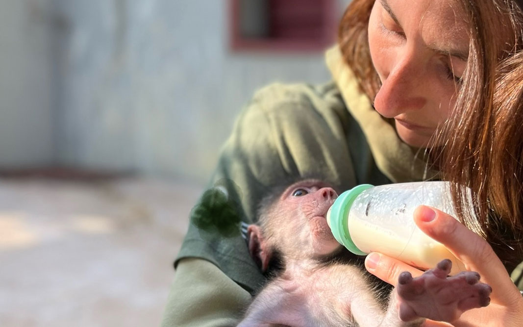 Babouin mission humanitaire biberon