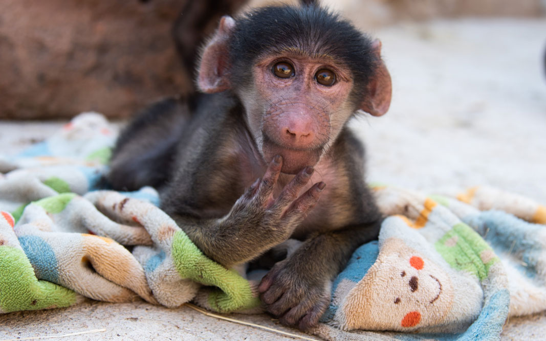 Bébé Babouin mission humanitaire