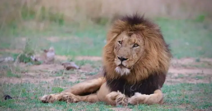 Mission Big 5 lion