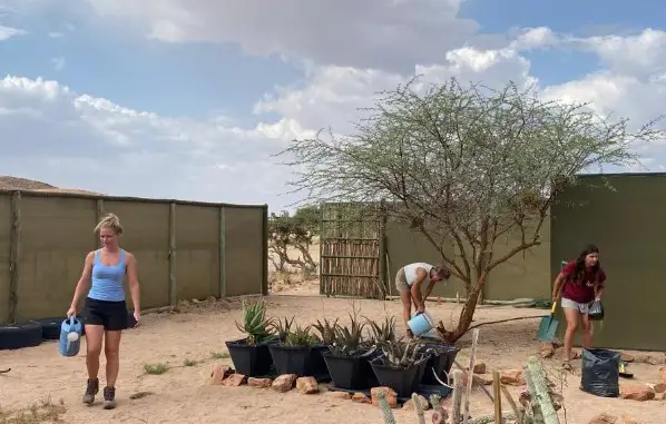 Reforestation